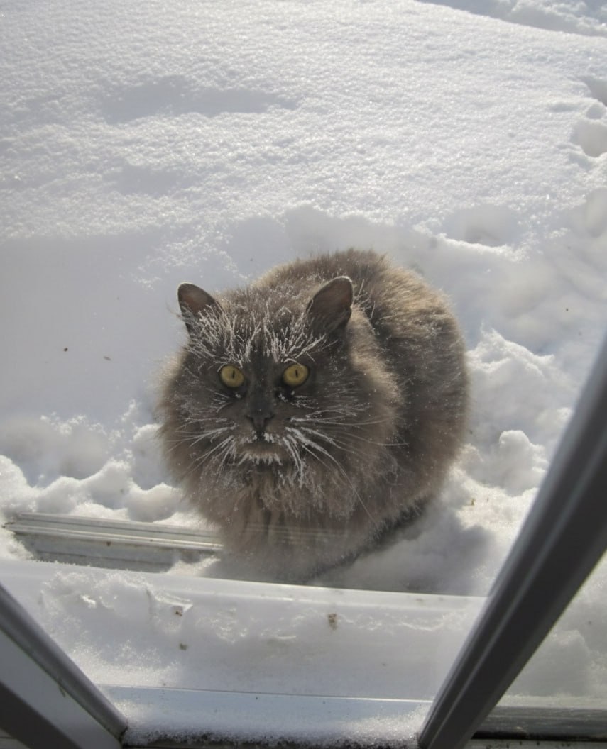 Врачи ЗАПРЕТИЛИ москвичам выходить из дома в эти выходные По столице ударят морозы до 3  0   градусов По словам специалистов даже при температуре 25 градусов можно переохладиться и заработать сильное обморожение Поэтому находиться на морозе можно 1  0   1  5   минут а лучше вообще НЕ ВЫХОДИТЬ из дома Вы знаете что делать Бэкдор