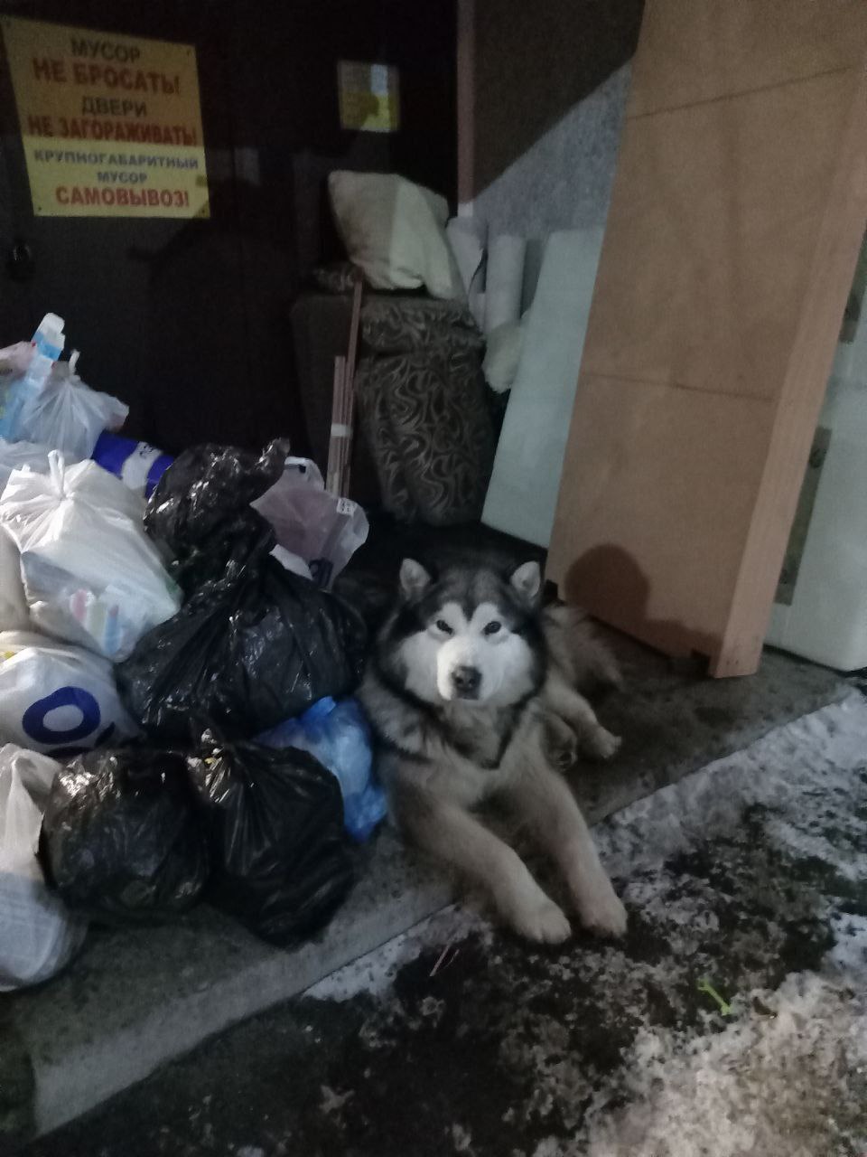 Собака напала на ребенка в Преображенском  Все произошло накануне вечером возле хоккейной коробки у ЖК, рассказала мама пострадавшего мальчика в местном телеграм-канале. По словам женщины, ее сын хотел покормить собаку и купил ей сосисок. Одна из них упала, а когда ребенок попытался поднять сосиску, животное его покусало.  Судя по фото, собака сильно укусила мальчика за лицо и руки. В полиции сообщили, что проводят проверку.