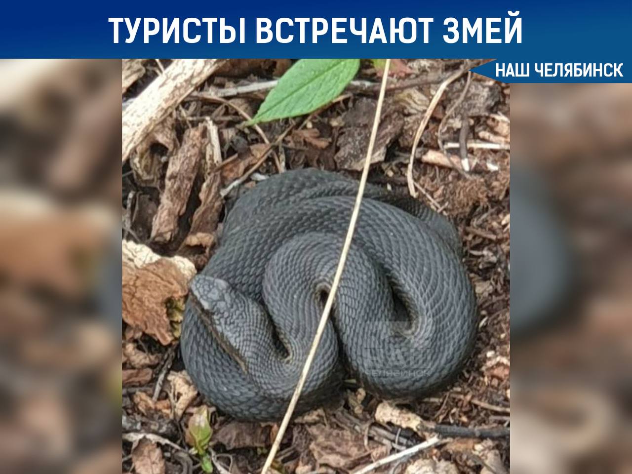 В национальном парке «Таганай» туристы могут встретить гадюк, которые принимают солнечные ванны Эти теплолюбивые змеи нуждаются в солнце для жизни. Если вы заметили гадюку, лучше обойти ее стороной и не трогать. Рекомендуется оставаться на обозначенных тропах, чтобы не потревожить пресмыкающихся. Подписаться на «Наш Челябинск»