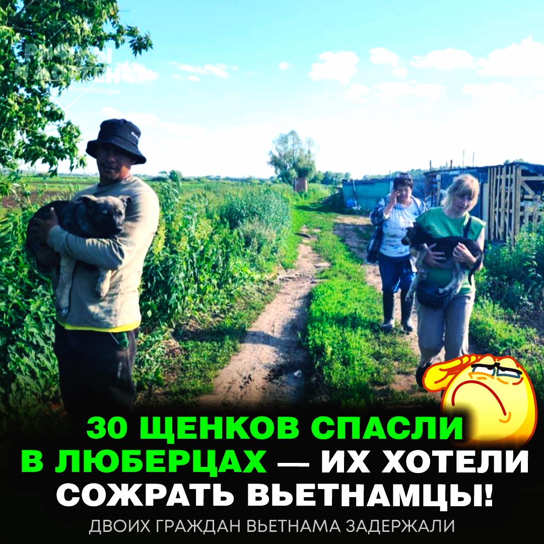 В Подмосквье спасли 30 щенков, которых хотели съесть вьетнамцы! Животных привозили гражданам Вьетнама для употребления в пищу — в холодильниках нашли пакеты с мясом, а рядом — кости собак. — фууух, 30 пёсиков будут жить Рифмы и Морген
