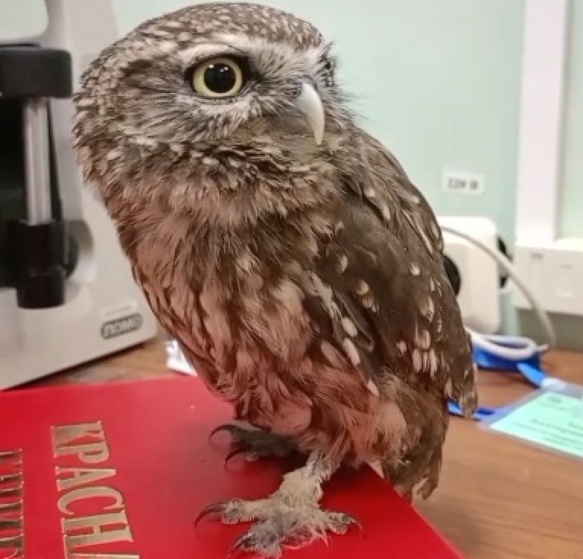 В центре Рязани спасли краснокнижную сову   ryazannews ru fn 1746730 html В Рязани на одной из центральных улиц прохожие нашли редкую птицу домового сыча Сова сидела прямо на асфальте и скорее всего не могла летать Неравнодушные горожане подобрали сову связались с орнитологами и доставили её к специалистам Сейчас сыч передан на обследование ветеринарному врачу и находится под наблюдением её дальнейшая судьба будет зависеть от состояния здоровья   Прислать новость Подписаться   Мы в MAX