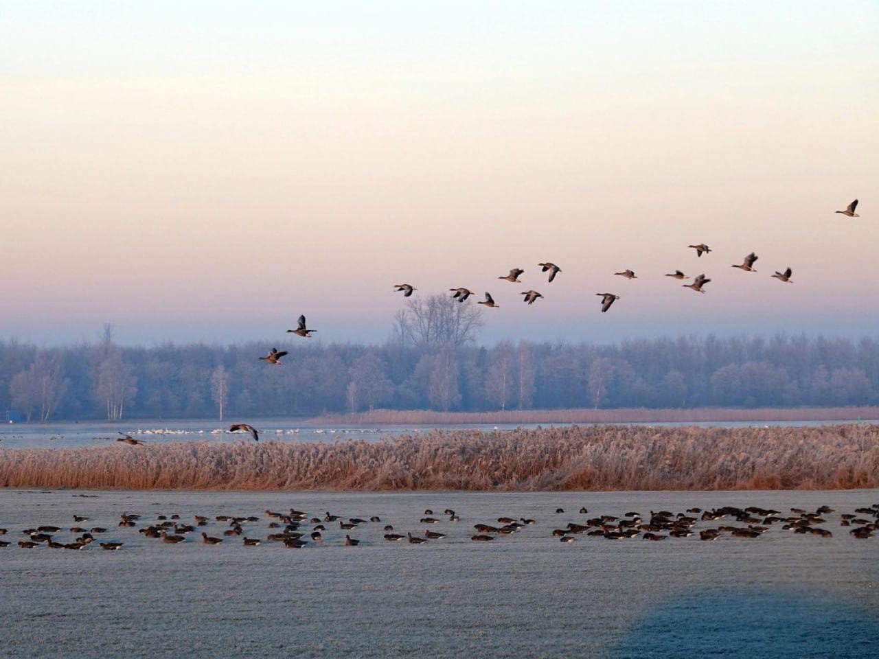 В НАО могут отменить запрет на охоту в 15 километровой прибрежной зоне Соответствующее решение поддержал научно технический совет Минприроды России на заседании ведомства Это решение затронет 11 населенных пунктов округа включая Несь Шойну Амдерму и другие Научно технический совет единогласно поддержал предложение отменить запрет на охоту в 15 километровой прибрежной зоне Следующий шаг за Минприроды России которому рекомендовано внести эти изменения в Правила охоты отметила Ирина Гехт Инициативу ранее обсуждали с заместителем председателя правительства РФ Дмитрием Патрушевым После принятия поправок жители смогут легально заниматься традиционным промыслом По словам главы округа мера является значимой для региона поскольку учитывает традиции и потребности местных жителей Главное здесь Подписывайтесь
