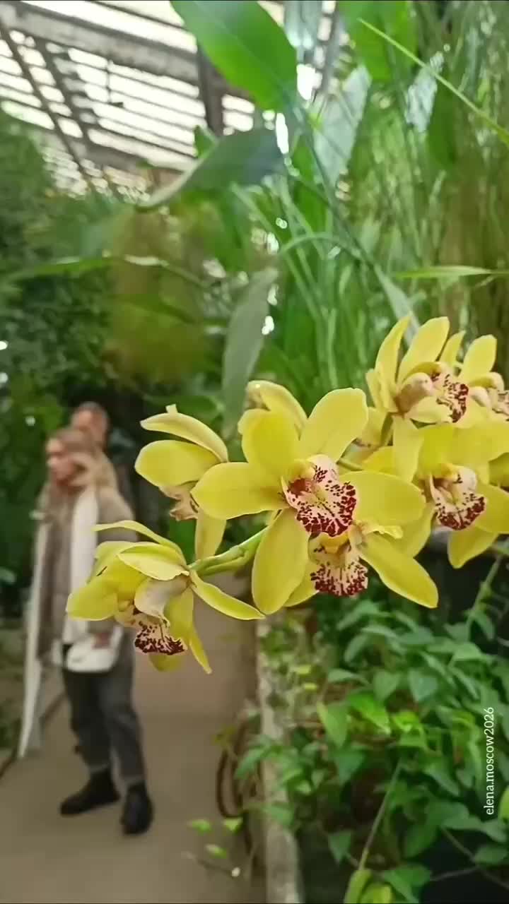 Очереди в Аптекарском огороде: москвичи отмечают Китайский Новый год и весну