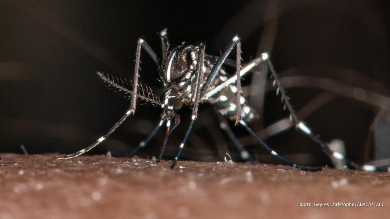 33 человека в том числе дети умерли на Кубе из за заражения вирусами от комаров По данным СР24 за последние месяцы эпидемия охватила треть населения Заместитель министра здравоохранения сообщила что 12 человек умерли от лихорадки денге и 21 от чикунгунья Более 20 человек из погибших были младше 18 лет Гавана и Сантьяго два крупнейших города Кубы за последние недели зафиксировали одни из самых высоких уровней заражения  Ранее в Роспотребнадзоре сообщили что риск распространения лихорадки чикунгунья в России отсутствует Лихорадка не передается от человека к человеку а лишь через укусы насекомых РЕН ТВ в Telegram в MAX