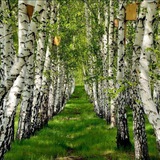 Аватар Телеграм канала: Березовая роща