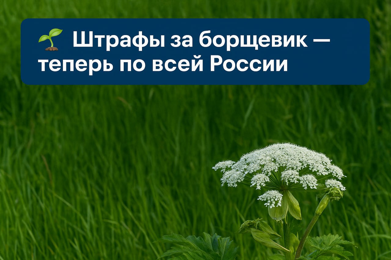 Штрафы за борщевик — теперь по всей России  Собственников земель обяжут уничтожать борщевик — ядовитый сорняк, который вызывает ожоги и может быть смертельно опасен.  Теперь за его наличие на участке — штраф:   для граждан — от 2 000 до 5 000 ₽   для чиновников — до 50 000 ₽   для компаний — до 1 000 000 ₽   ‍↕  Закон уже прошёл первое чтение в Госдуме — скоро нормы станут федеральными и обязательными для всех регионов.    Выберу.ру