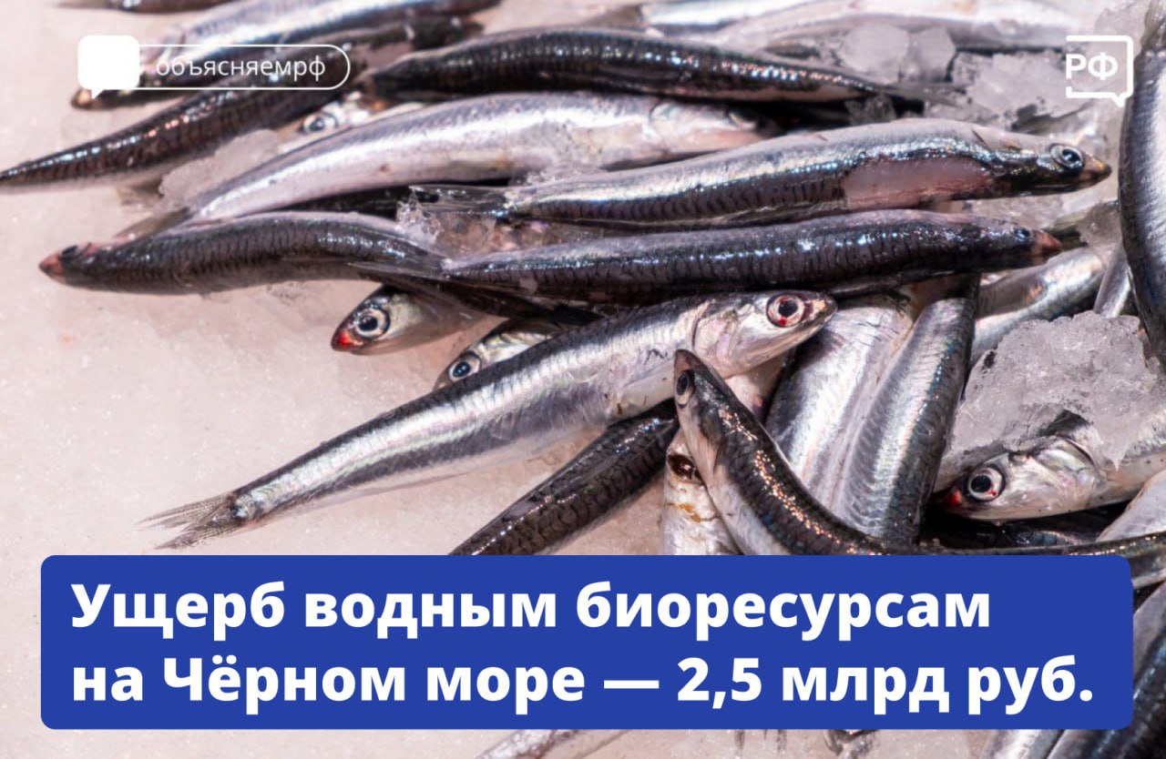 Ущерб, причинённый водным биоресурсам из-за крушения танкеров в Керченском проливе, оценили в 2,5 млрд рублей. Его предъявят нарушителям — владельцам «Волгонефти-212» и «Волгонефти-239». Об этом глава Росрыболовства Илья Шестаков рассказал на заседании правкомиссии под руководством вице-премьера Виталия Савельева. Что учитывали при расчётах: — гибель кормовой базы — планктоновых и бентосных организмов; — условия для жизни и размножения рыбы, которые ухудшились из-за аварии; — расходы на восстановление экосистемы. В то же время проверки показали, что рыба и морепродукты на 4 хозяйствах марикультуры Краснодарского края и Республики Крым соответствуют всем нормам. Превышений показателей вредных веществ в исследованных образцах рыбы не выявлено. Следов мазута в районах промысла и на используемых на промысле орудиях лова не обнаружено, — отметил Илья Шестаков. Рыбаки в Азово-Черноморском бассейне могут продолжать промысел, и сейчас добыча биоресурсов на 38% превышает показатели прошлого года. Каждую партию выловленной рыбы, доставленную в порт, исследуют специалисты Роспотребнадзора и Россельхознадзора. #объясняемрф