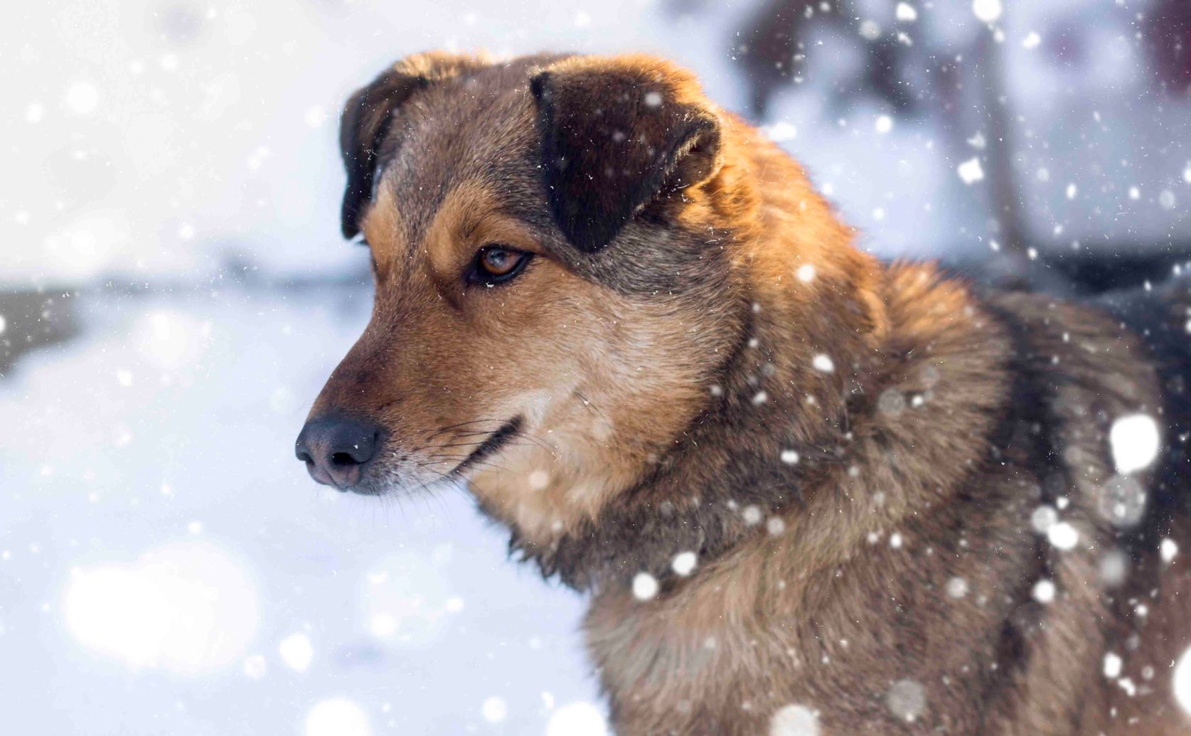 Бездомный пес напал на подростка в Вилючинске Прокуратура проверит как в городе отлавливают бродячих животных В Вилючинске прокуратура начала проверку после нападения бездомной собаки на 17 летнюю жительницу города Пес набросился на девушку и порвал ей одежду К счастью серьезных травм она не получила госпитализация ей не понадобилась передаёт ИА Камчатское время Подробности по ссылке kamtime ru article e393cfe0 e254 49e2 b23b 682b3210d2bf Предложка Макс