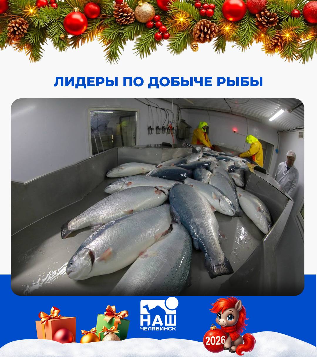Лидеры по добыче тихоокеанских лососей Россия сохраняет мировое лидерство по добыче тихоокеанских лососей Вылов составил порядка 335 5 тыс тонн на 100 тыс тонн больше чем в 2024 году сообщили в Росрыболовстве Несмотря на высокую обеспеченность рыба к новогоднему столу подорожала на 10 40 В Челябинске замороженную семгу продавали от 1500 рублей за кило А вы часто покупаете красную рыбу Наш Челябинск новости без лапши Подпишись