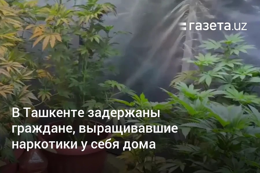 В Мирабадском районе задержаны граждане, выращивавшие наркотические растения у себя дома. В одном из частных домов изъято 12 кустов высотой от 60 до 170 см. Все изъятые вещественные доказательства направлены на экспертизу. Telegram Instagram YouTube