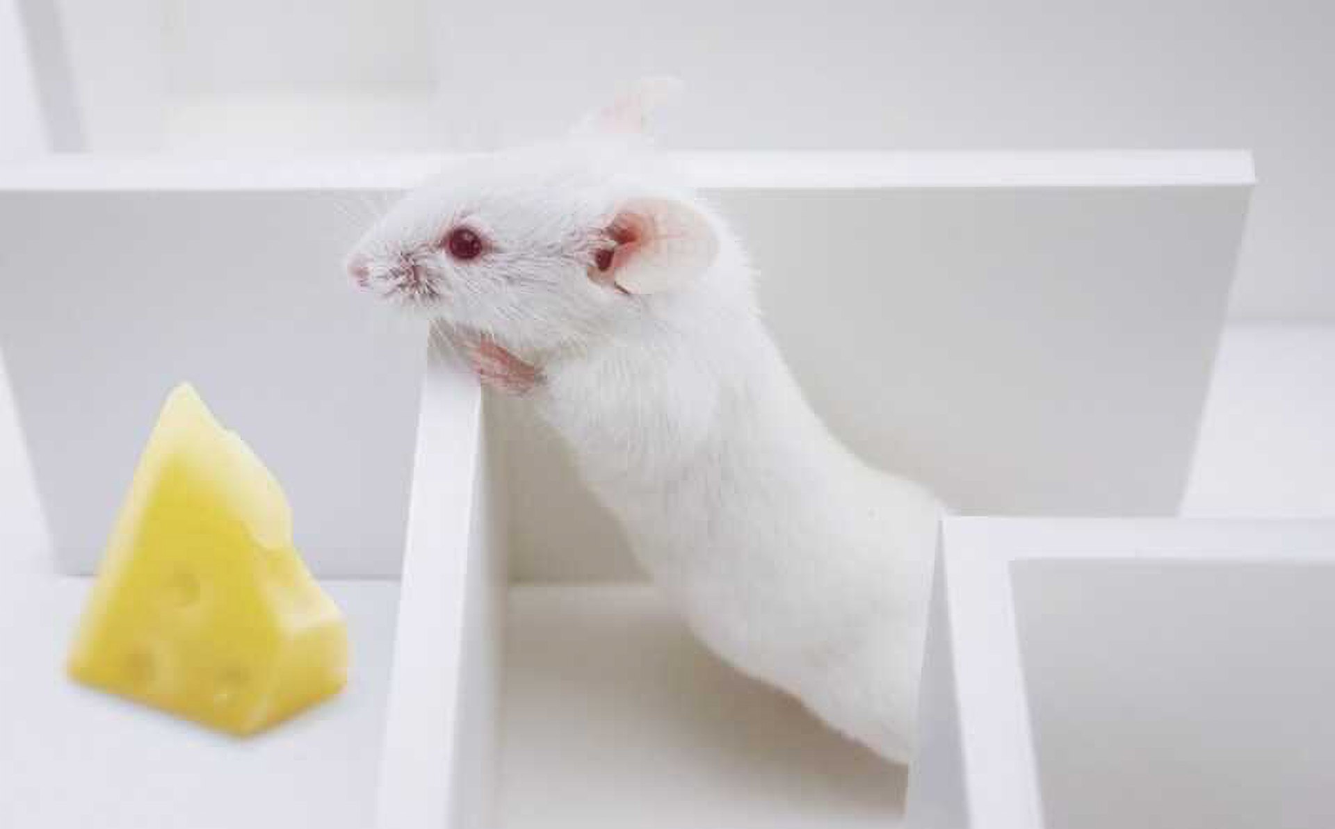 Учёные обратили вспять симптомы болезни Альцгеймера у мышей Группа исследователей использовала препарат P7C3 A20 для лечения подопытных мышей с терминальной стадией болезни Альцгеймера БА Лекарство восстановило энергетический баланс вещества NAD в нейронах и когнитивные функции животных Статью опубликовали в журнале Cell Немного контекста Основные факторы вызывающие БА амилоиды бета и тау белки Однако ранние исследования показали что у многих людей есть эти вещества в мозгу но они не больны БА Почему так Дело в балансе NAD Это вещество имеет много предназначений одно из которых замедление нейродегенерации Другие статьи указывали на то что уровень NAD у пожилых снижается как известно БА часто возникает в позднем возрасте Ранее уровень NAD у больных БА не изучался Этим и занялась наша группа учёных С помощью тестов на мышах они подтвердили что уровень NAD напрямую связан со стадией болезни и чем она дальше тем вещества меньше А уже зная эту зависимость они использовали P7C3 A20 для восстановления уровня NAD обернув вспять симптомы БА Сейчас исследователи планируют клинические исследования чтобы выявить применимость P7C3 A20 для лечения у людей БА и других хронических возрастных заболеваний Автор Матвей Филькин