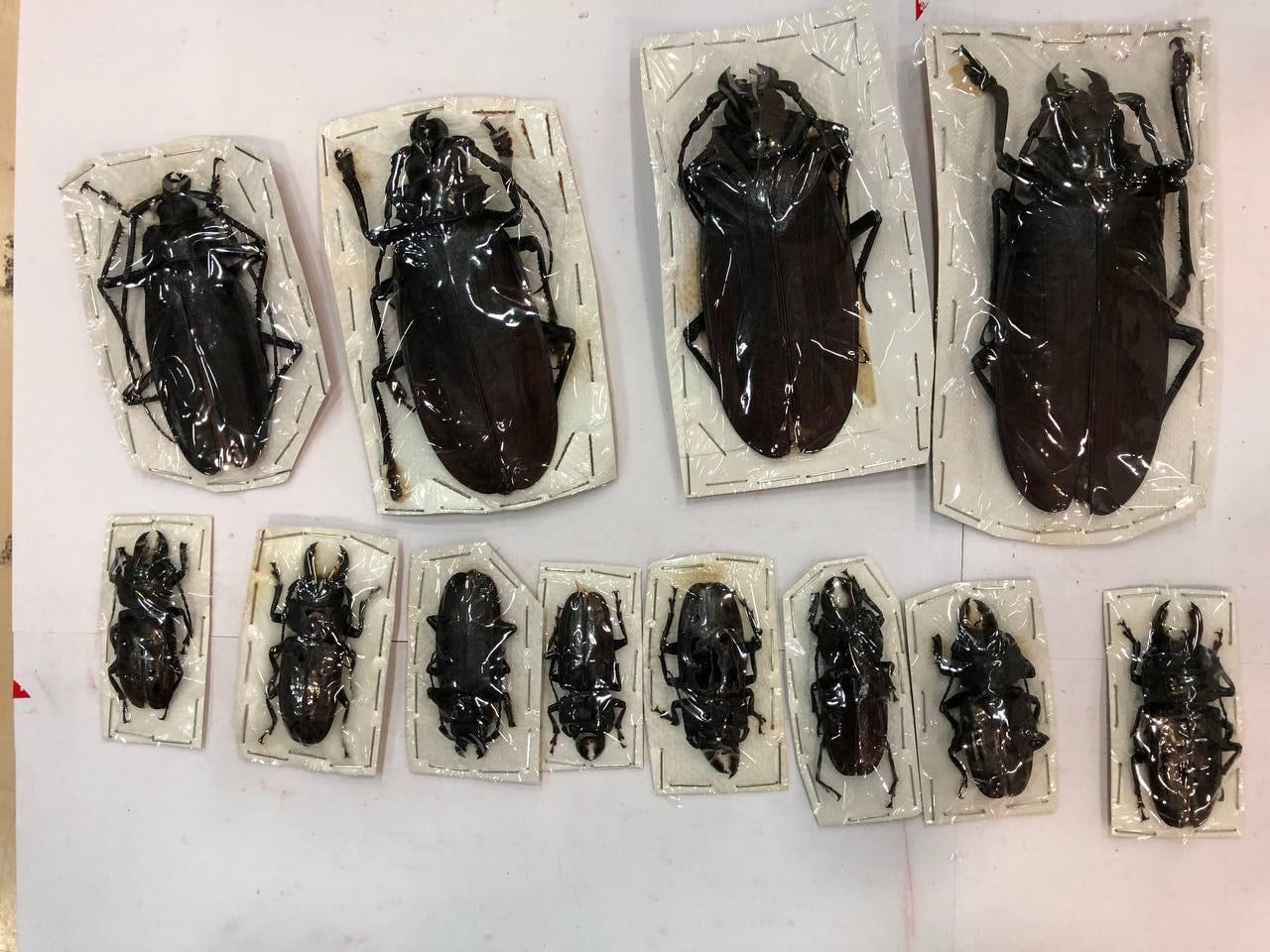 Крупнейшего в мире дровосека титана и жуков носорогов нашли московские таможенники в посылках из Перу сообщила пресс служба ФТС России Всего было обнаружено 200 высушенных экзотических жуков суммарная стоимость которых оценивается в 1 5 миллиона рублей Сопроводительные документы на товар отсутствовали посылки возвращены отправителю moscow on air