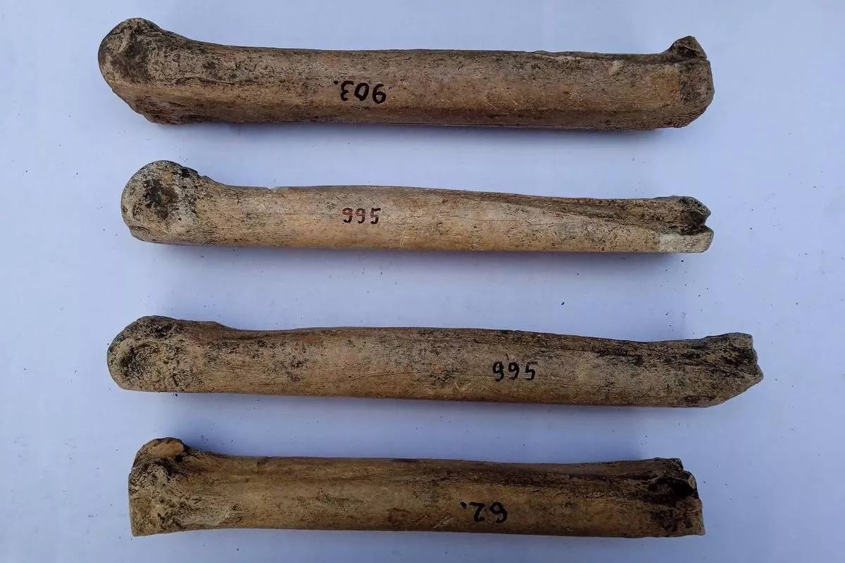 На Кубани обнаружены античные коньки из кости лошади Уникальные артефакты античной эпохи костяные приспособления для передвижения по льду были обнаружены археологами на Таманском полуострове В античные времена уровень воды в Черном море был выше и побережье Керченского пролива зимой замерзало Эти костяные коньки позволяли жителям быстро и безопасно переходить ледовые переправы добираясь до противоположного берега Их использовали для торговли сообщения и повседневных нужд Кубанские Новости   Мы в MAX