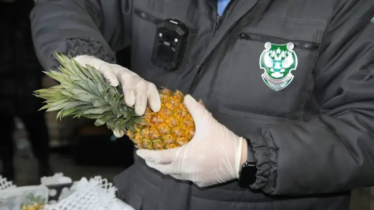 Заражённые ананасы и капуста из Китая остановлены на въезде в Красноярск Специалисты Управления Россельхознадзора по региону провели проверку партии свежих ананасов и пекинской капусты прибывшей из Китая Общий вес груза составил 6 29 тонны В ходе проверки в ананасах был обнаружен червец Комстока а в пекинской капусте западный цветочный трипс оба являющиеся карантинными вредителями Фото 24 fsvps gov ru Подписаться на sibnovosti ru предложить новость