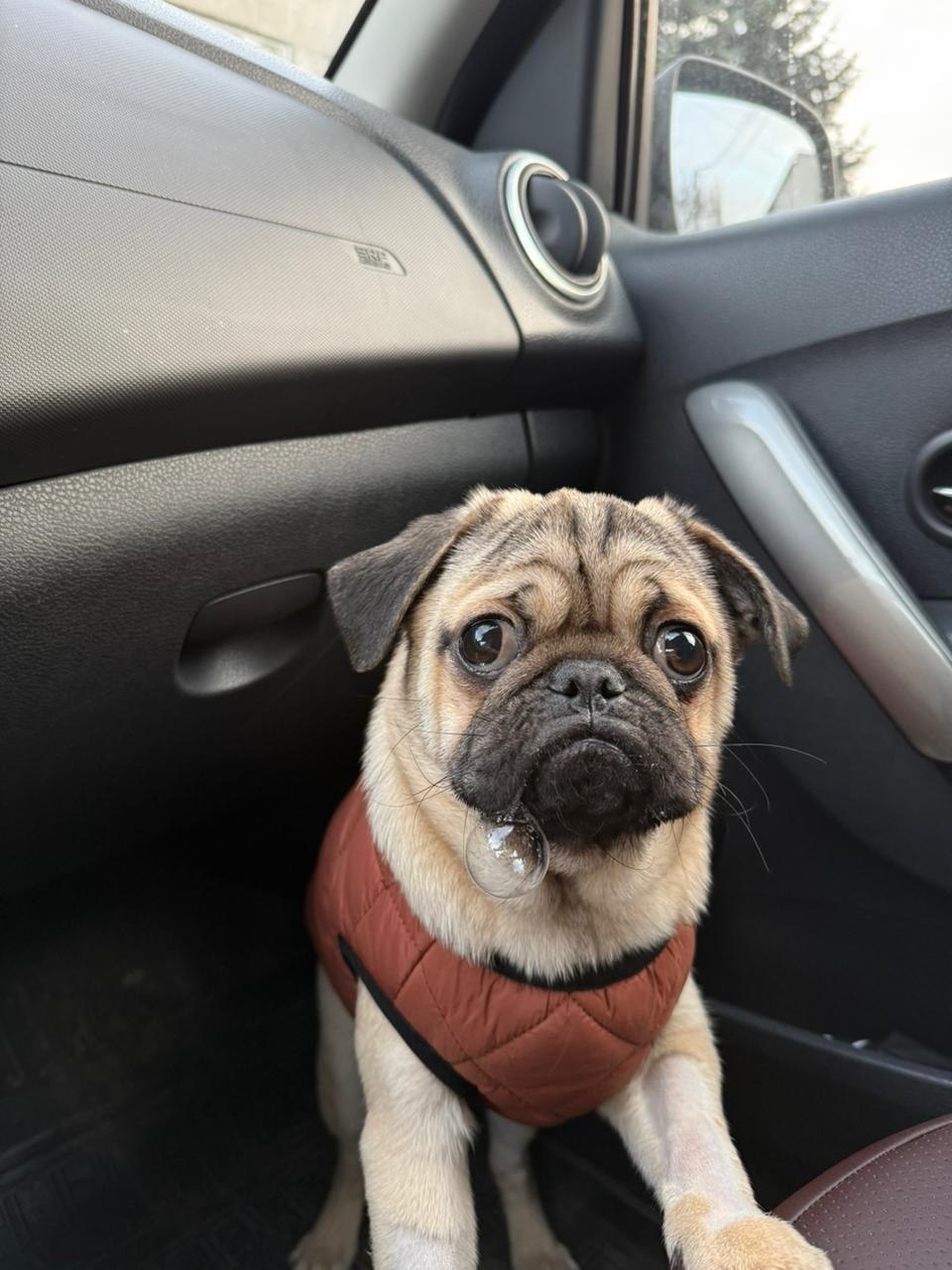 В Курске ветеринары и волонтеры спасли мопса от которого отказались хозяева В Курске история спасения маленького мопса тронула многих жителей города Щенка с тяжёлой формой энтерита прежние владельцы принесли в одну из ветеринарных клиник Когда сумма за лечение превысила 20 тысяч рублей хозяева заявили что им дешевле купить нового щенка и попросили усыпить заболевшее животное Врачи отказались выполнить просьбу и предложили владельцам оформить официальный отказ от собаки После этого мопс остался на лечении в клинике На помощь подключились волонтеры организации Хвост трубой они начали сбор средств и неравнодушные куряне помогли оплатить дорогостоящее лечение Постепенно состояние щенка стало улучшаться За время пребывания в стационаре к нему особенно привязалась одна из ветеринаров которая в итоге забрала мопса к себе домой и дала ему новое имя Геннадий Сейчас собака живет в новой семье полностью восстановилась и чувствует себя хорошо Курская Telega Прислать новость