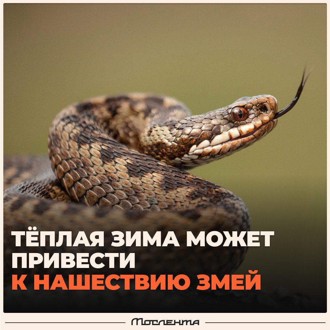 Нашествие змей может произойти в Москве и Подмосковье после аномально тёплой зимы.  Тёплая погода способствует их активности, они раньше выходят из зимней спячки и быстрее начинают размножаться в большом количестве.  А что делать при встрече со змеёй, рассказали тут. Надеемся, не пригодится