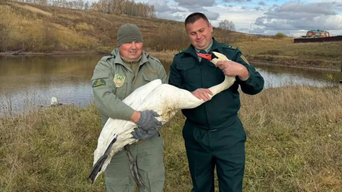 В Татарстане спасли краснокнижного лебедя шипуна Специалисты Госкомитета РТ по биоресурсам спасли лебедя шипуна занесённого в Красную книгу Ослабленную птицу которая не могла летать заметили жители деревни Чувашли в одном из искусственных водоёмов При осмотре выяснилось что у лебедя серьёзно повреждено крыло По оценке специалистов из за травмы он больше не сможет вернуться в дикую природу Сейчас птица находится в лечебном корпусе центра спасения животных в Зеленодольском районе где за ней продолжают ухаживать эксперты Подписаться Сообщить новость   Вести Татарстан в MAX