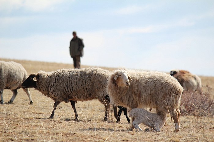 В Бурятии создадут Союз овцеводов Заместитель председателя правительства министр сельского хозяйства Бурятии Амгалан Дармаев отметил что необходимость в создании такого Союза назрела давно Сегодня все разрознены каждый сам по себе У нас нет единой задачи и решения которые стоят перед развитием овцеводства Создание Союза позволит координировать усилия по переработке шерсти и шкур реализации мяса и другим проблемам которые волнуют овцеводов подчеркнул министр Он добавил что приоритетом будет поддержка овцеводов желающих развиваться В состав союза войдут сотрудники Министерства сельского хозяйства ветеринарной и племенной служб а также представители буддийской традиционной Сангхи России которая уже несколько лет реализует программу Социальная отара По единогласной просьбе участников совещания координатором объединения был назначен Жаргал Батуев известный своей деятельностью на благо села Новости Бурятии