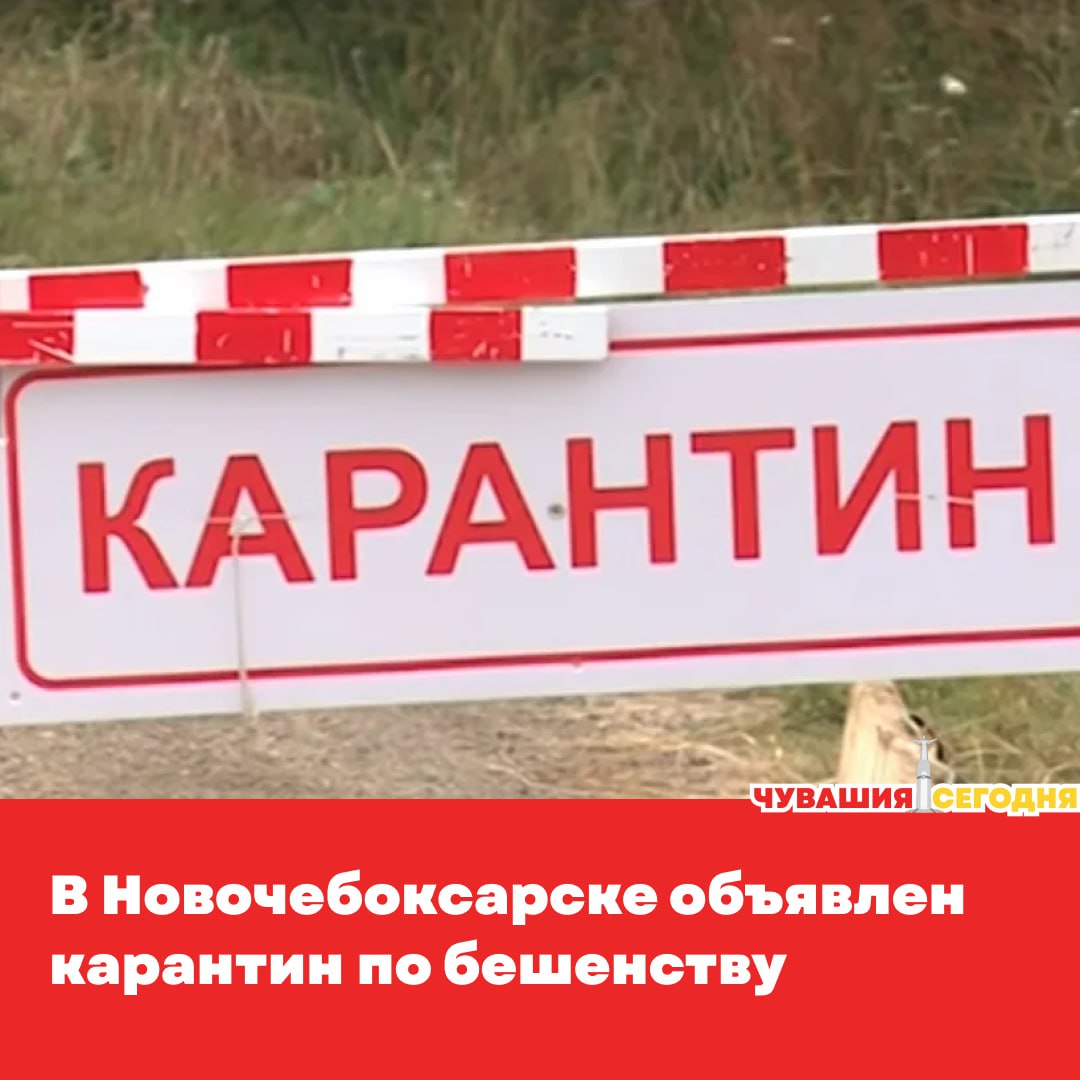В Новочебоксарске зафиксирован случай бешенства вирус нашли у лисицы найденной недалеко от СНТ Агния По указу главы Чувашии Олега Николаева в городе вводятся ограничительные меры Карантин начнёт действовать с 10 сентября и будет снят только по особому распоряжению Сейчас ветеринарные службы работают на месте в радиусе 500 метров от очага проводят обработку и другие меры чтобы не допустить распространения опасного вируса Напомним что прививки от бешенства для животных в госветучреждениях Чувашии делают бесплатно Вакцинация единственный надёжный способ защитить питомцев даже если они могли контактировать с носителем заболевания Подписаться