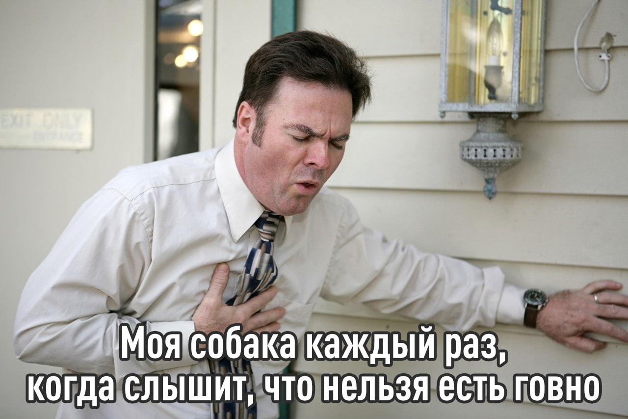 У кошек и собак начались массовые сердечные приступы пишет Shot Всему виной истерики хозяев из за постоянного стресса на работе и созвонах Эксперты отмечают рост кардиозаболеваний у мейн кунов рэгдоллов и британцев а среди собак чаще страдают лабрадоры ретриверы овчарки и доберманы Главная причина хозяева которые кричат ссорятся с близкими орут из за слитых каток и постоянно погружены в рабочие чаты и стресс от созвонов Врачи советуют сначала разобраться с собой психолог медитация паузы между созвонами И конечно не забывать про таблетки Бережём пушистых exploitex