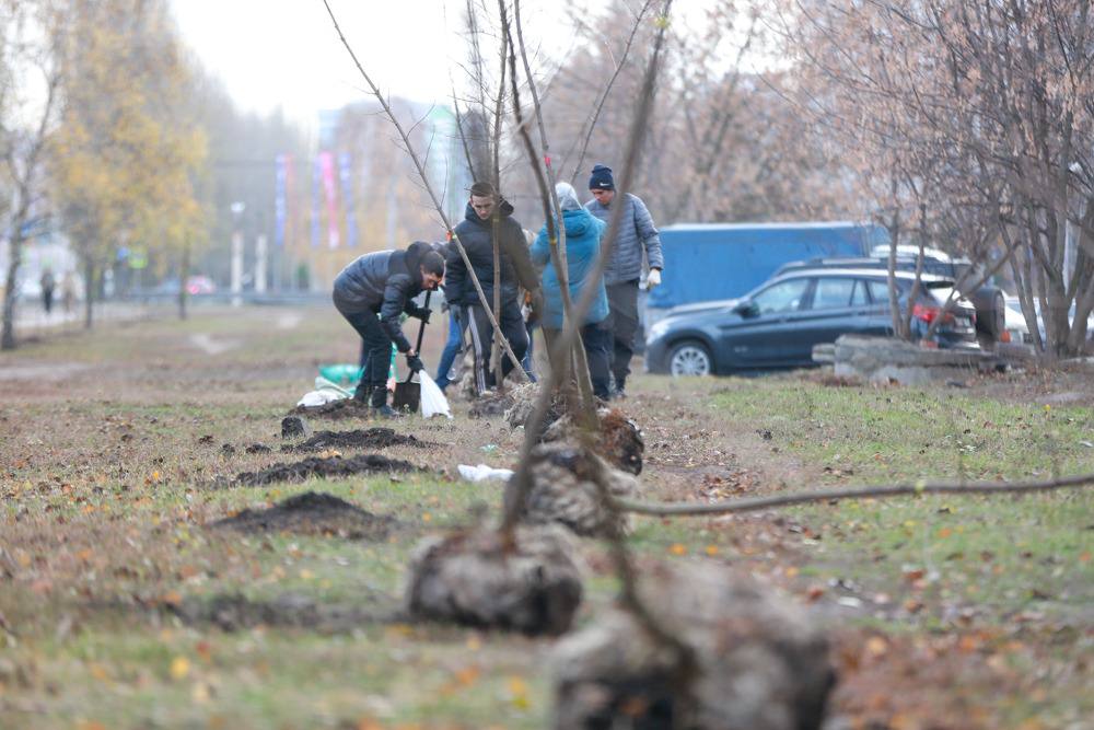 В Коминтерновском районе высаживают молодые деревья вдоль дублера Московского проспекта  Деревья вырубали при реконструкции улицы 60-й Армии. Теперь же проводится компенсационная посадка. Для озеленения выбрали породы деревьев, хорошо приспосабливающиеся к городской среде: липы, рябины, клены и тополя.