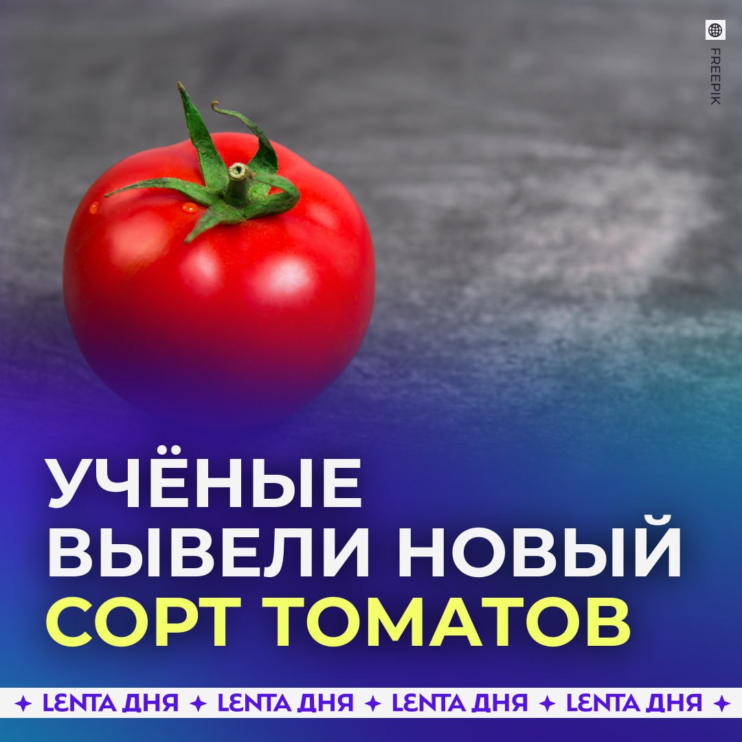 Созданы помидоры с запахом попкорна Новый сорт томатов вывели китайские учёные Они заглушили два гена которые подавляют ароматические соединения Благодаря этому запах помидоров стал напоминать свежий попкорн с маслом Специалисты решили создать новый сорт потому что томаты начали терять вкус и аромат Они надеются что попкорновые помидоры вызовут интерес у покупателей Подпишись на Ленту дня в MAX Участвуй в розыгрыше
