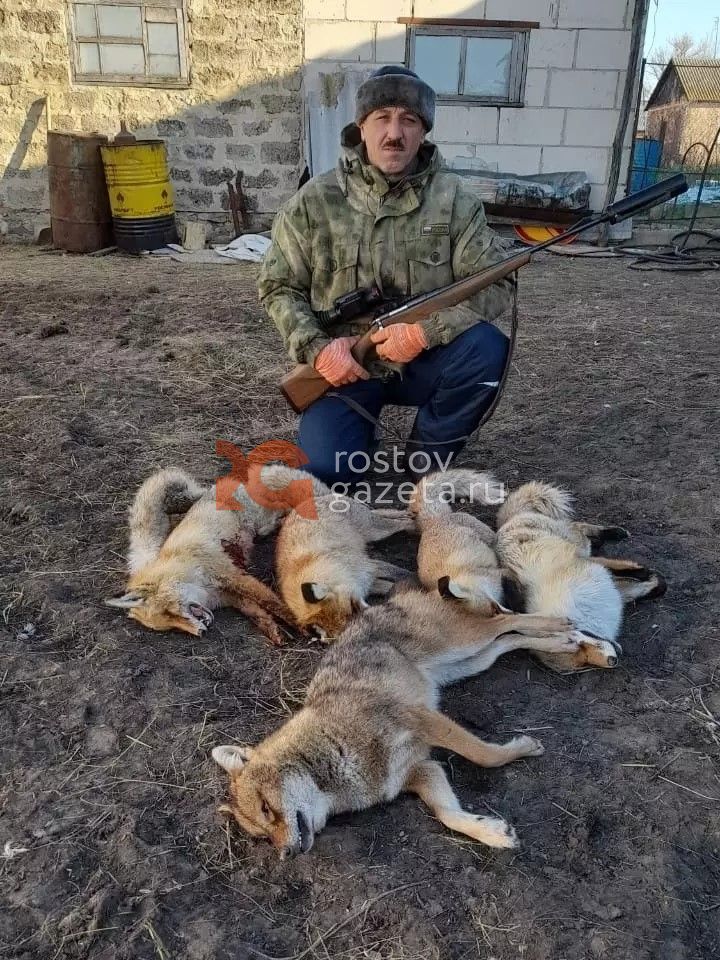 Шакалы держат в страхе жителей Чертковского района. Хищники без каких-либо опасений заходят к жителям во дворы и кормятся на мусорных баках.   Эколог Алексей Лебедев, который много слышал о разгуле серых хищников в этом районе, рассказал, что местный житель по имени Василий Гулин взялся бороться с этой напастью на чистом энтузиазме. За охотничий сезон 2024 года он уже застрелил 60 шакалов и четырёх волков. Днём он делает засады и выкладывает приманки, а ночью выслеживает хищников и расправляется с ними.   Жители Чертковского района прозвали Гулина «природным активистом», потому что свою работу он делает добровольно. Какой-либо другой помощи ждать неоткуда: местные утверждают, что централизованная борьба с шакалами в Чертковском районе не ведётся. А между тем, проблема с разгулом хищников возникла там не вчера: мы уже не раз писали о том, как шакалы в этих краях безостановочно плодятся, режут дичь и даже устраивают набеги на дворы местных жителей.      RostovGazeta