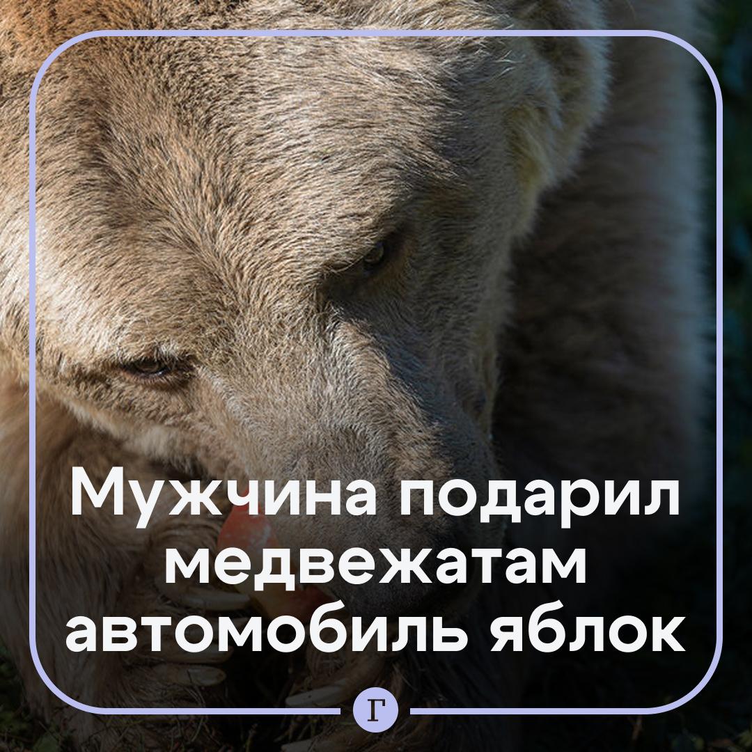 Мужчина подарил медвежатам-сиротам автомобиль яблок. Житель Приморья сделал подарок косолапым, которых привезли из Якутии в приморский центр реабилитации тигров и других редких животных. Как сообщили в организации, медвежата уже полакомились презентом. Давайте поставим доброму мужчине Подписывайтесь на «Газету.Ru» Участвуйте в розыгрыше!