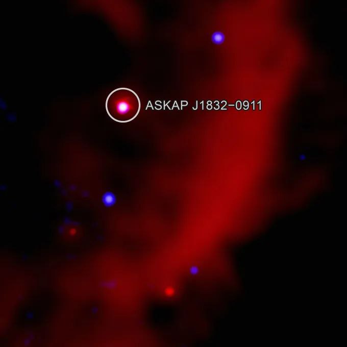 Комбинированное изображение окрестностей загадочного объекта ASKAP J1832 в рентгеновском, инфракрасном и радиодиапазонах. ASKAP J1832 относится к классу долгопериодических радиотранзиентов. Эти объекты, открытые недавно, отличаются регулярными изменениями интенсивности в радиодиапазоне с периодом в десятки минут. Это в тысячи раз дольше, чем у пульсаров — быстро вращающихся нейтронных звёзд. Если у них характерное время составляет секунды и доли секунд, то у ASKAP J1832 цикл изменения составляет 44 минуты. Уникальным открытием стало то, что с помощью «Чандры» учёные впервые зафиксировали аналогичный 44-минутный цикл в рентгеновском излучении у объекта этого класса. Кроме того, за шесть месяцев наблюдений ASKAP J1832 продемонстрировал значительное снижение интенсивности как радиоволн, так и рентгеновского излучения. Ранее такое не наблюдалось у подобных объектов. Композитное изображение, объединяющее рентгеновские данные «Чандры» синий цвет , инфракрасные данные телескопа «Спитцер» голубой, бирюзовый и оранжевый и радиоданные LOFAR красный , показывает, что ASKAP J1832 расположен вблизи остатка сверхновой. Однако учёные считают, что их близость — случайное совпадение. Учёные предполагают, что некоторые свойства этого загадочного объекта можно объяснить, если считать его магнитаром — нейтронной звездой с чрезвычайно сильным магнитным полем, возрастом более полумиллиона лет. Однако яркое и переменное радиоизлучение плохо согласуется с этой гипотезой. Альтернативное предположение заключается в том, что ASKAP J1832 — это белый карлик с сильным магнитным полем, причём не одиночный, а со звездой-компаньоном. Однако таких сильных магнитных полей у белых карликов ранее не наблюдалось. Для дальнейшего изучения этого загадочного объекта требуются дополнительные наблюдения. Credit: NASA/CXC/ICRAR/JPL/CalTech/IPAC/SARAO/MeerKAT