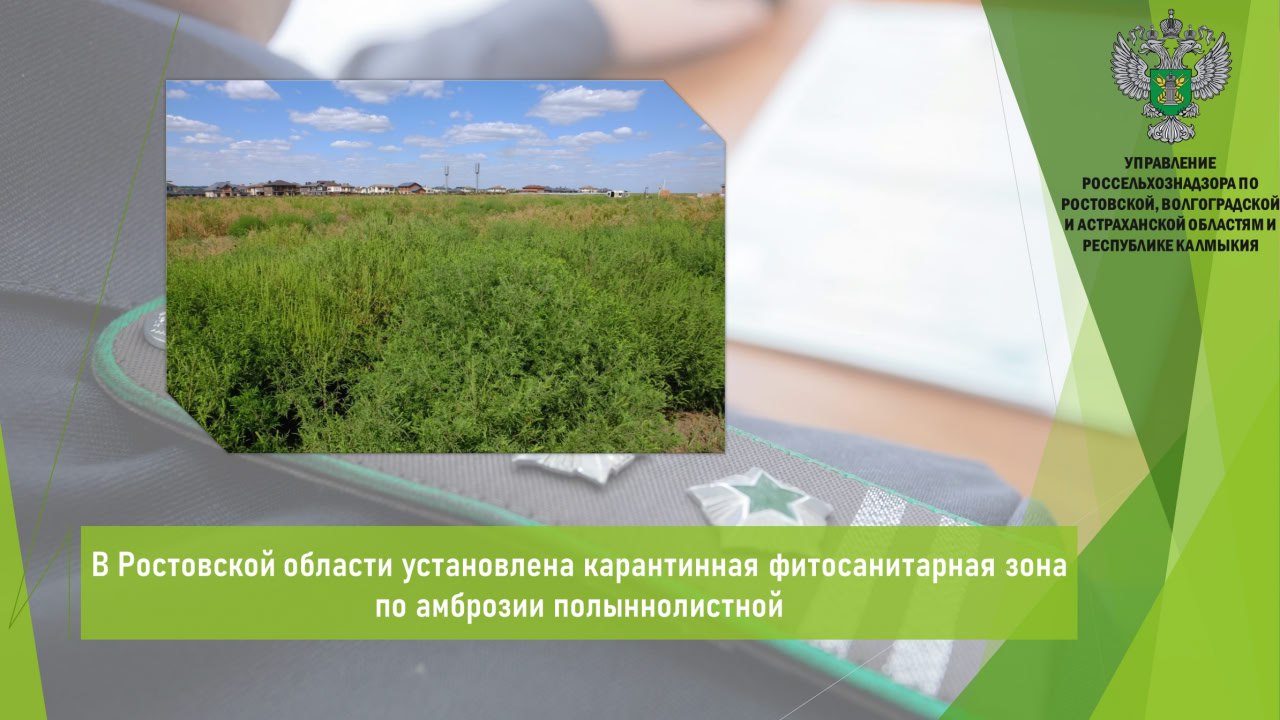 Управление Россельхознадзора информирует, что на территории Колундаевского сельского поселения Шолоховского района, обнаружен очаг карантинного объекта — амброзии полыннолистной общей площадью 35,4 га. В связи с обнаружением данного карантинного объекта на территории Колундаевского сельского поселения, Приказом Управления № 558 введен карантинный фитосанитарный режим и установлена карантинная фитосанитарная зона. В целях организации мероприятий по борьбе с карантинным объектом, утверждена программа локализации очага и ликвидации популяции. Собственнику земельного участка, на котором установлена карантинная фитосанитарная зона, направлено предостережение о недопустимости нарушения обязательных требований. Управление разъясняет, что в связи с введенным карантинным фитосанитарным режимом, устанавливается перечень ограничений в отношении подкарантинных объектов. Открыть полный текст #Карантин_растений #Амброзия