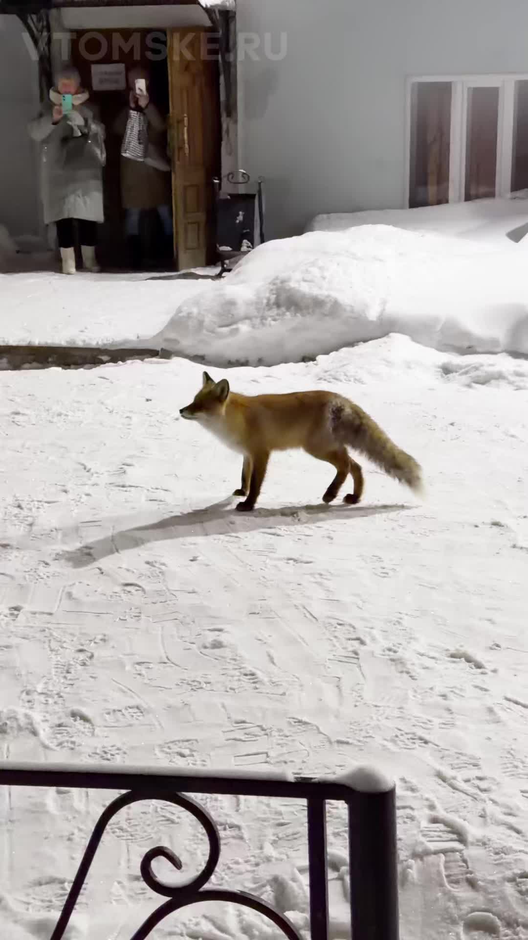 В Великих Луках замечена больная лиса, зоозащитники призывают к осторожности