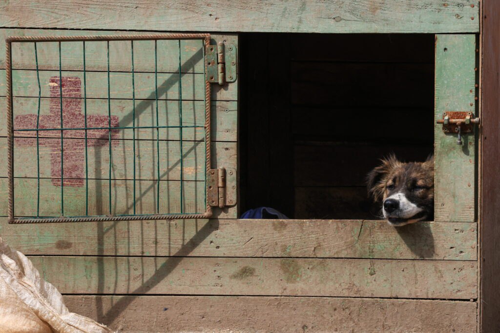 Более трех тысяч безнадзорных животных отловили в Якутии с начала года 3 301 животное без владельцев отловили с начала текущего года в Якутии В том числе 137 зверей в приюты и пункты временного содержания привели граждане Об этом сообщает Якутия 24 со ссылкой на республиканское управление ветеринарии Подробнее   xn 80aeofa1bhpfd4hwb xn p1ai bolee treh tysyach beznadzornyh zhivotnyh otlovili v yakutii s nachala goda Присоединяйтесь к нашим каналам и будьте в курсе всех новостей и событий t me allaikha pr t me ulusmedia