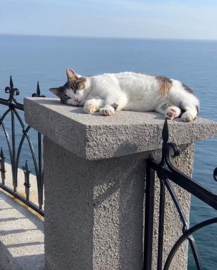 Спасенная в Крыму кошка Муся полностью восстановилась после инцидента ветеринарный врач Светлана Власенко   Подписаться на СМОТРИ smotri media