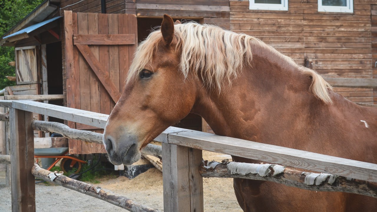 Пять лошадей отравили в конном клубе под Волгоградом Живодер отравивший весной этого года лошадей в конном клубе У озера снова объявился Злоумышленнику опять удалось нанести вред коням на этот раз пострадали уже пятеро животных Как сообщает владелица клуба Ярослава мужчина пробрался на территорию клуба ночью 6 декабря По ее словам он влил лошадям в рот кислоту Судя по тому что на это ему хватило всего восемь минут мужчина имеет навыки работы с лошадьми Действовал он профессионально быстро и четко Один конь в критически тяжелом состоянии остальные стабильно тяжелые          в MAX