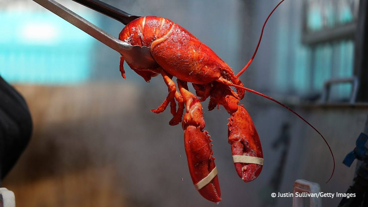 В Англии запретят приготовление живых лобстеров и крабов в кипятке Варка живьем не является допустимым методом убийства десятиногих ракообразных и им подобных Об этом говорится в стратегии британского министерства охраны окружающей среды продовольствия и сельскохозяйственного развития НАШИ РЕСУРСЫ Telegram Tik tok YouTube RUTUBE