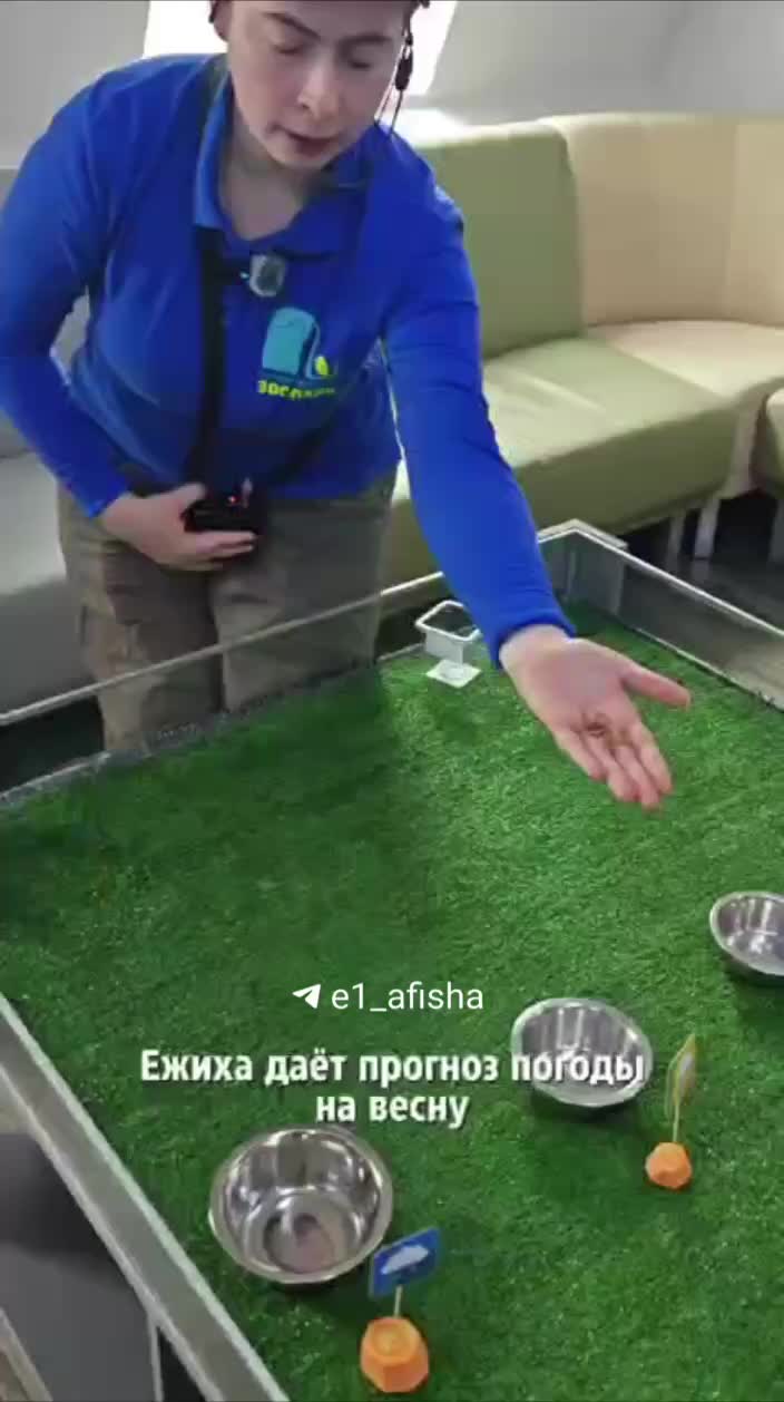 Сурки и ёжик предсказывают весну: Тула и Екатеринбург делятся прогнозами