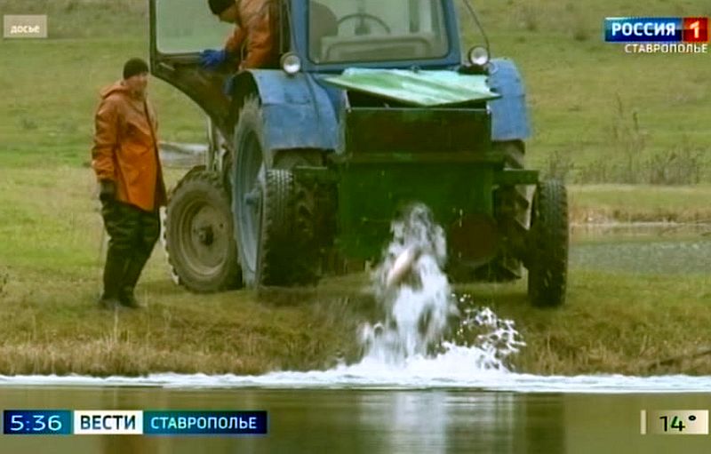 В Ессентуках готовятся к зарыблению городского озера  В городское озеро Ессентуков выпустят четыре тонны рыбы. Договоры на поставку уже заключены. Об этом сообщает администрация города.  В водоеме планируют поселить амура, толстолобика и карася. Последнего будет больше всего – две тонны. Именно его можно отлавливать в рамках сезонной рыбалки.  А вот амур и толстолобик «отработают» в качестве мелиораторской рыбы. Эти виды, как известно, предназначены для очистки водоёмов от вредных водорослей и растительных остатков.  В администрации курорта также отметили, что в эти дни на озере проводятся гидротехнические работы по заполнению чаши главного городского водоема.  В рамках подготовки был промыт отстойник, сутки в нем отстаивалась вода, и только после этого начала подаваться в основной бассейн. Полностью озеро будет наполнено при благоприятной погоде через две недели.