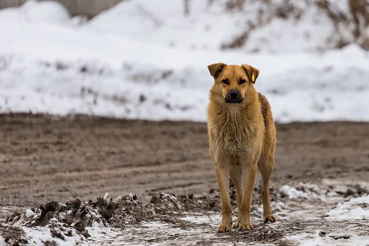 Приют за 40 млн на 128 собак откроют рядом с мусорным полигоном в Новосибирске Так называемый малый приют для безнадзорных животных откроют в Новосибирске 25 декабря Модульные павильоны и вольеры должны разгрузить приют на улице Иванова в Академгородке Подробнее ОБЩЕСТВО Подписаться на наш канал в MAX