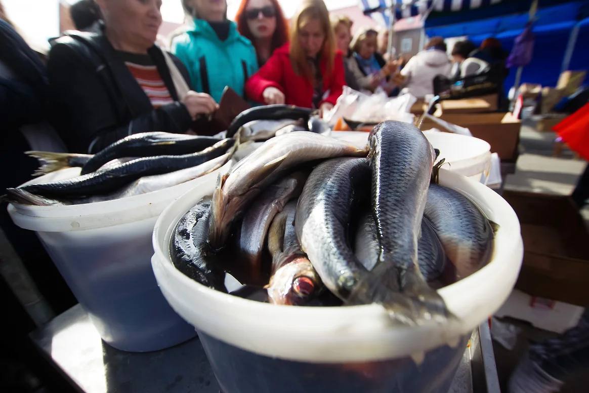 Рыбу тянет на дно оптовые цены на сельдь резко упали За неделю стоимость сельди в России снизилась на 4 12 а по сравнению с прошлым годом на 11 33 Атлантическая сельдь на северо западе подешевела до 138 руб за кг тихоокеанская на Дальнем Востоке до 115 руб Причины рост вылова переполненные склады и сезонное падение спроса Только с начала года рыбаки добыли 547 тыс тонн сельди на треть больше чем годом ранее Переработчики временно сокращают закупки чтобы не допустить переизбытка    Реклама Подписывайтесь на NEWSVL