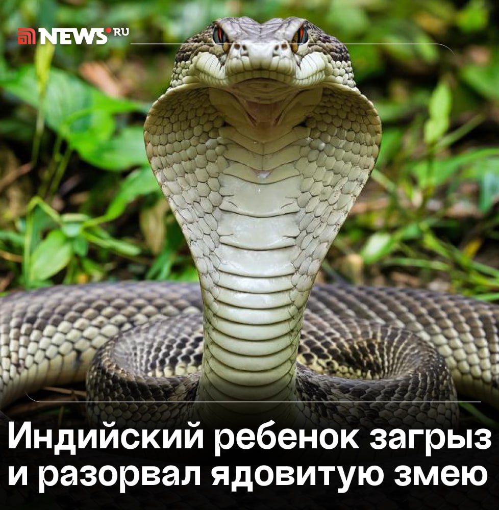 Годовалый ребенок насмерть загрыз кобру.  Все произошло в жилом доме в Индии: малыш принял 70-сантиметровую змею за игрушку и вцепился в нее зубами. А потом, со слов бабушки, и вовсе разорвал на две части. Рептилия успела укусить ребенка в ответ, и он потерял сознание.   Малыш проходит лечение в госпитале. По словам медиков, у него нет признаков отравления ядом.    Подписаться   Прислать новость   Буст