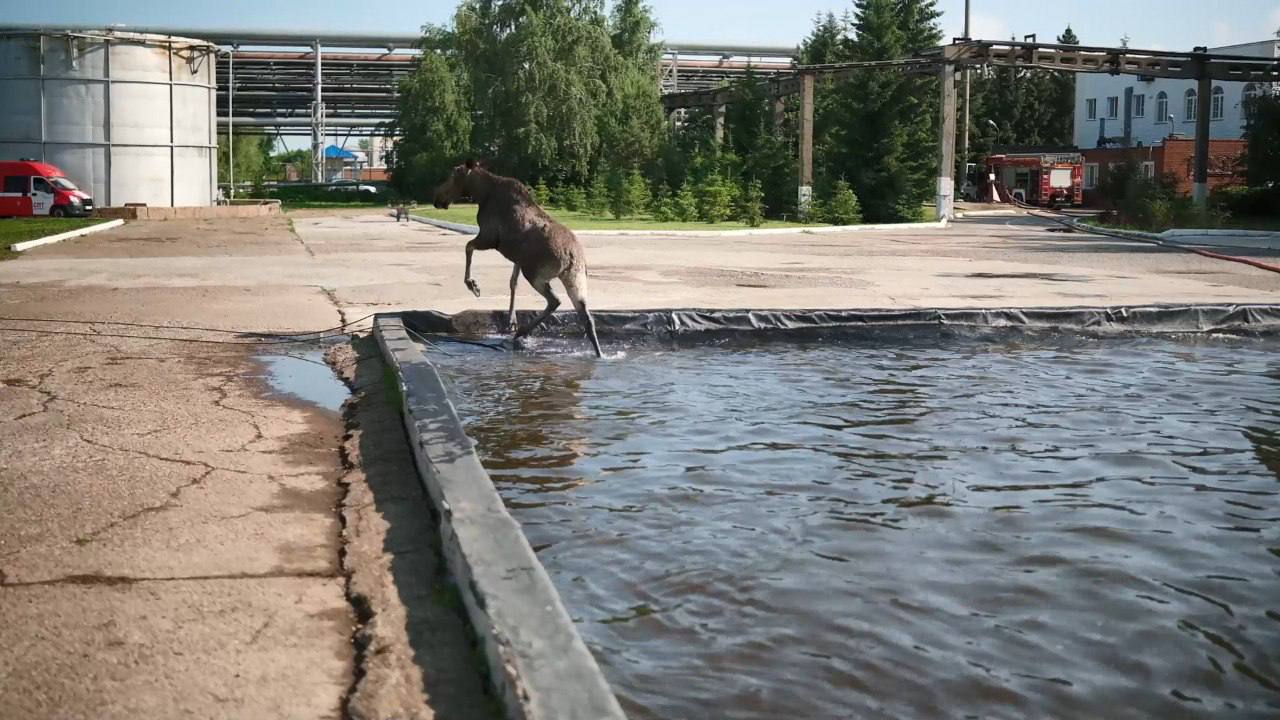 Пожарные в Нижнекамске спасли лося, упавшего в искусственный водоем Инцидент произошел ранним утром. У животного не было сил выбраться самостоятельно — края водоема оказались скользкими, а сам он явно растерялся. Пожарным пришлось проявить не только силу, но и смекалку, чтобы помочь дикому жителю леса вернуться домой. «Скорее всего лось пришел со стороны леса, у нас забор не высокий, перепрыгнул через забор. Решил попить водички, поскользнулся и упал в воду. Самостоятельно выйти не смог, пришлось оказать ему помощь», – рассказал начальник дежурной смены Службы пожаротушения ГЗК Владимир Шипков. По его словам, лось сопротивлялся и не хотел вылезать из воды. «Мы пытались его заманить, запугать, даже ободрить добрым словом — все без толку», — рассказал Владимир Шипков. Спасатели использовали веревки, рукава и даже накинули покрывало, чтобы животное могло ухватиться за край. Полчаса ушло на то, чтобы аккуратно вывести лося из водоема. После того как помощь была оказана, лось некоторое время искал выход с закрытой территории. Как только нашел — сразу скрылся обратно в лес. Подпишитесь: