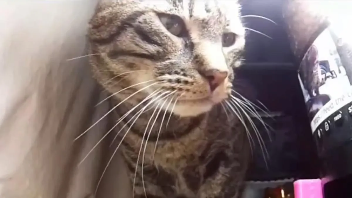 Независимый разработчик создал сайт Feed The Cat где можно за донат покормить кота и посмотреть как он ест Процесс устроен так пользователи выбирают одну из трансляций и отправляют пожертвование После этого умная кормушка выдает порцию еды а кот прибегает к миске прямо перед камерой Чтобы коты не переедали донаты можно отправлять только раз в определенное время Сначала автор сделал проект чтобы наблюдать за своим котом Бишопом пока его нет дома Позже он открыл доступ всем желающим и добавил несколько трансляций из частных домов и приютов В дальнейшем разработчик хочет сконцентрироваться именно на котах из приютов чтобы оказать им поддержку Больше новостей в Daily News VK