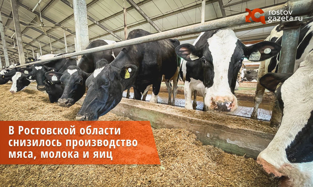 В Ростовской области резко упало производство животноводческой продукции в период с января до мая 2025 года.   По данным Росстата, во всех типах хозяйств произвели 153,5 тысячи тонн скота и птицы на убой. Это на 5% меньше, чем за аналогичный период 2024 года.  Молока за первые пять месяцев 2025 года было произведено 376,1 тысячи тонн  на 2,7% меньше по отношению к январю-маю 2024-го .  Что касается яиц, то всего их было получено 542,1 миллиона штук. Это — почти на четверть  24,4%  меньше, чем в первые пять месяцев 2024 года.      Подписаться   Прислать нам новость