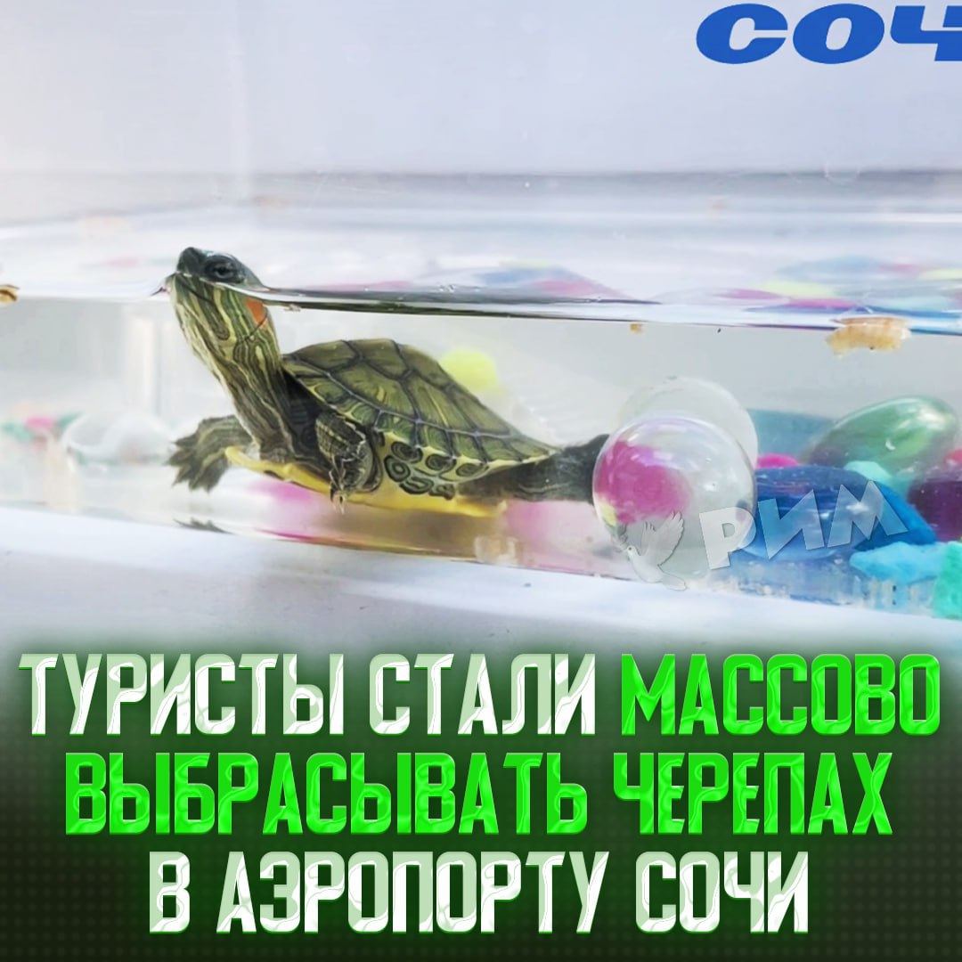 «Черепахи — не сувениры» — в сочинском аэропорту стали массово оставлять черепах  Туристы, покидающие юг, оставляют купленных животных прямо в аэропорту, когда узнают, что с ними нельзя в самолёт.  В итоге брошенных животных приходится выхаживать сотрудникам воздушной гавани. Уже известно о 15 спасённых черепахах. При этом там призвали не покупать животных в качестве сувенира.    — низкий поклон работникам за спасение жизней    Рифмы и Морген