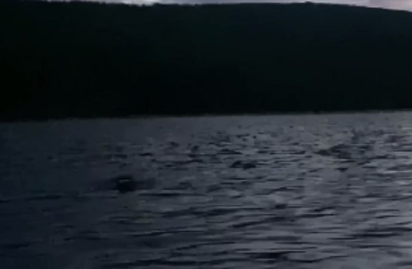 В Бурятии засняли таинственного зверя со светящимися глазами В ФГБУ «Заповедное Подлеморье» рассказали о таинственном звере, которого заметили недавно в Чивыркуйском заливе. Он бесстрашно качался в сумерках на волнах. Животное запечатлел государственный инспектор Юрий Плеханов. «Голова плывёт, глаза светятся. Догадались, кто попал в кадр?», – говорится в комментарии к записи. Некоторые подписчики официального канала ФГБУ в Telegram предположили, что это медведь, другие – что нерпа. Ответ на загадку в резервате пока не дали фото – ФГБУ «Заповедное Подлеморье»