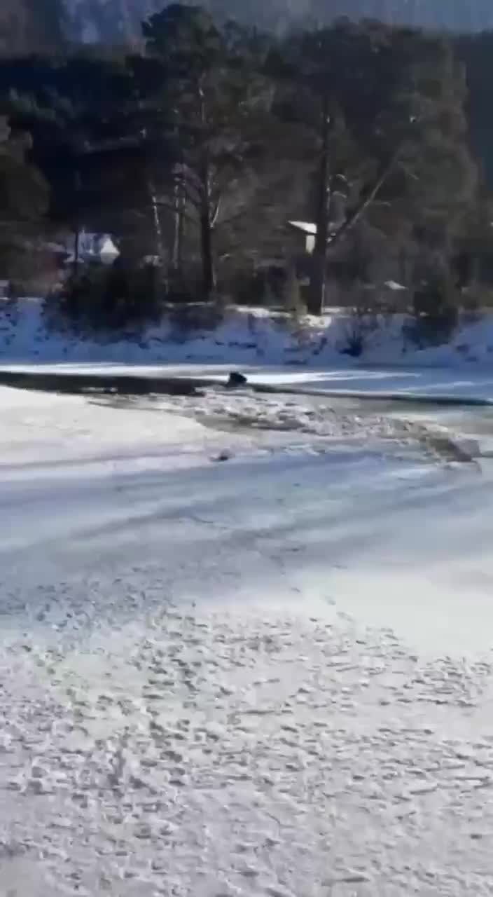 Спасение коня в Чемале: МЧС оперативно помогли животному, провалившемуся под лёд