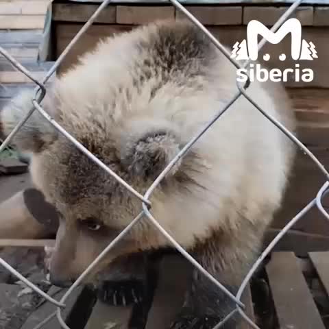 Медвежонка Нику выпустили в заказник, а Маша ищет новый дом