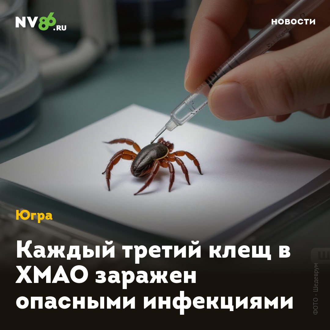 Каждый третий клещ в ХМАО заражен опасными инфекциями Треть клещей в ХМАО - переносчики опасных инфекций. Об этом сообщает окружной Роспотребнадзор. Более 5 тысяч югорчан уже обратились за помощью после укусов клещей. В Югре сохраняется опасность заражения клещевыми инфекциями. По данным Роспотребнадзора, из 1304 исследованных клещей, каждый третий является переносчиком опасных заболеваний. Помимо клещевого энцефалита 1,7% и боррелиоза 29,5% , выявлены случаи заражения моноцитарным эрлихиозом человека 5,7% и гранулоцитарным анаплазмозом человека 0,4% . С начала сезона активности клещей за медицинской помощью обратились 5099 человек. Наибольшее количество присасываний зафиксировано в Октябрьском, Ханты-Мансийском районах и городе Пыть-Яхе. При этом, вакцинированы против клещевого энцефалита лишь 21% обратившихся, а среди детей - 34%. Большинство укусов происходят в лесу 37,2% , на дачах 26,3% и в черте городов 20,7% . • vk.com/nv86ru • ok.ru/nv86.ru