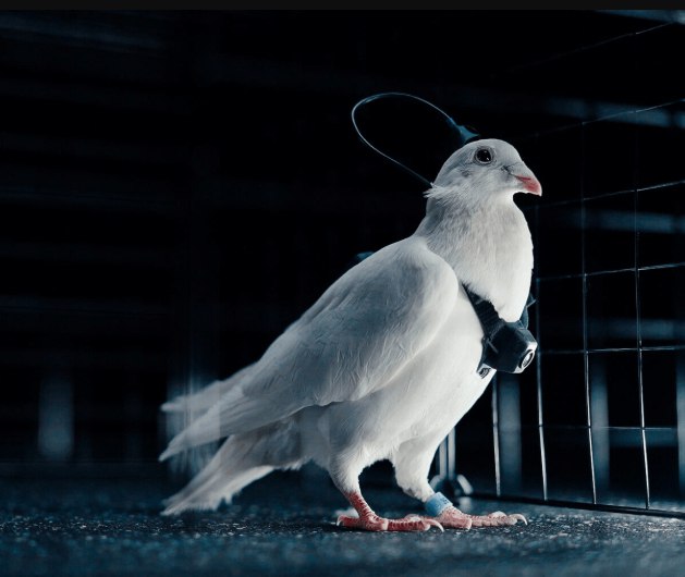 Российский разработчик Neiry представил голубей биодронов это живые птицы с нейроинтерфейсами в мозге На груди у них камера а на спине солнечные батареи от которых питается навесная электроника Вживить чип можно в любую птицу а по стоимости такие дроны будут сопоставимы с обычными сходного класса vc ru future 2616214