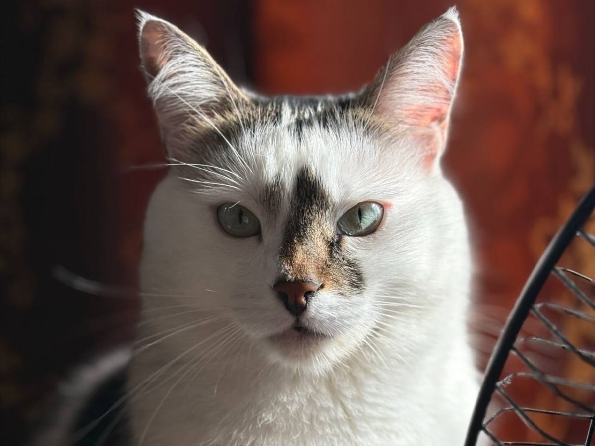 Мандаринка и Лунтик в День домашних животных калужане поделились фотографиями своих питомцев kaluganews ru fn 1762197 html Тридцатого ноября вместе со всей Россией в Калужской области отметили День домашних животных Праздник призван напомнить о ответственности за тех кого мы приручили Калужане активно поделились фотографиями своих любимцев и их имена настоящее отражение фантазии и любви хозяев Прислать новость Подписаться